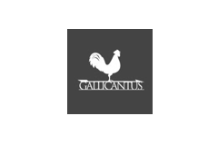 Gallicantus