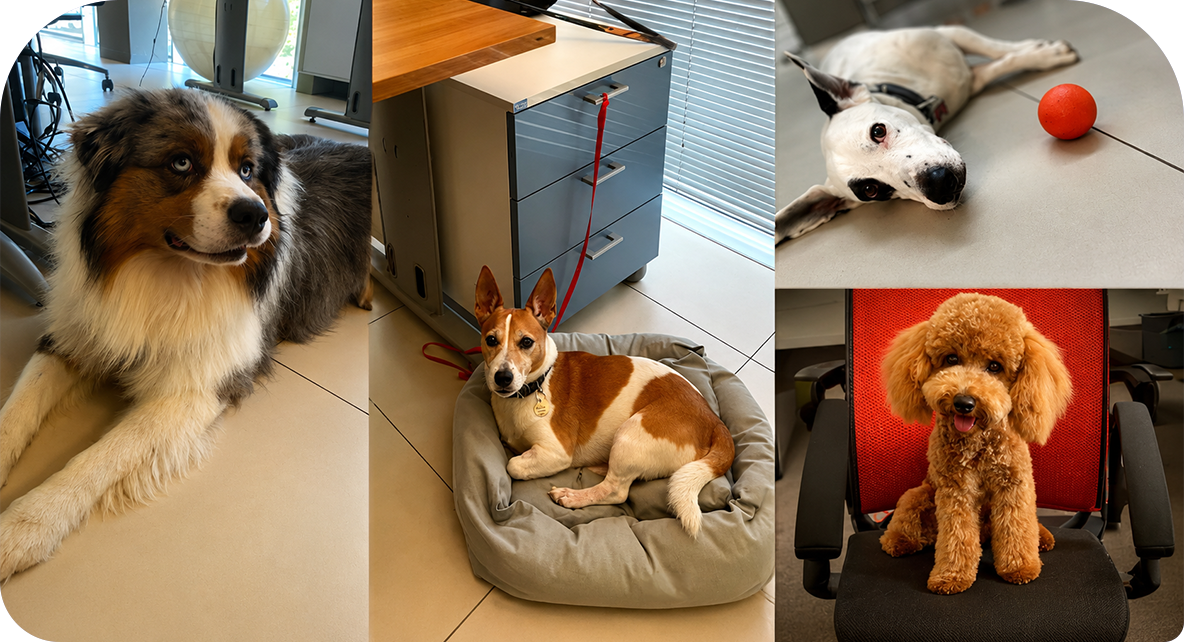 Image_interna_Pet-friendly